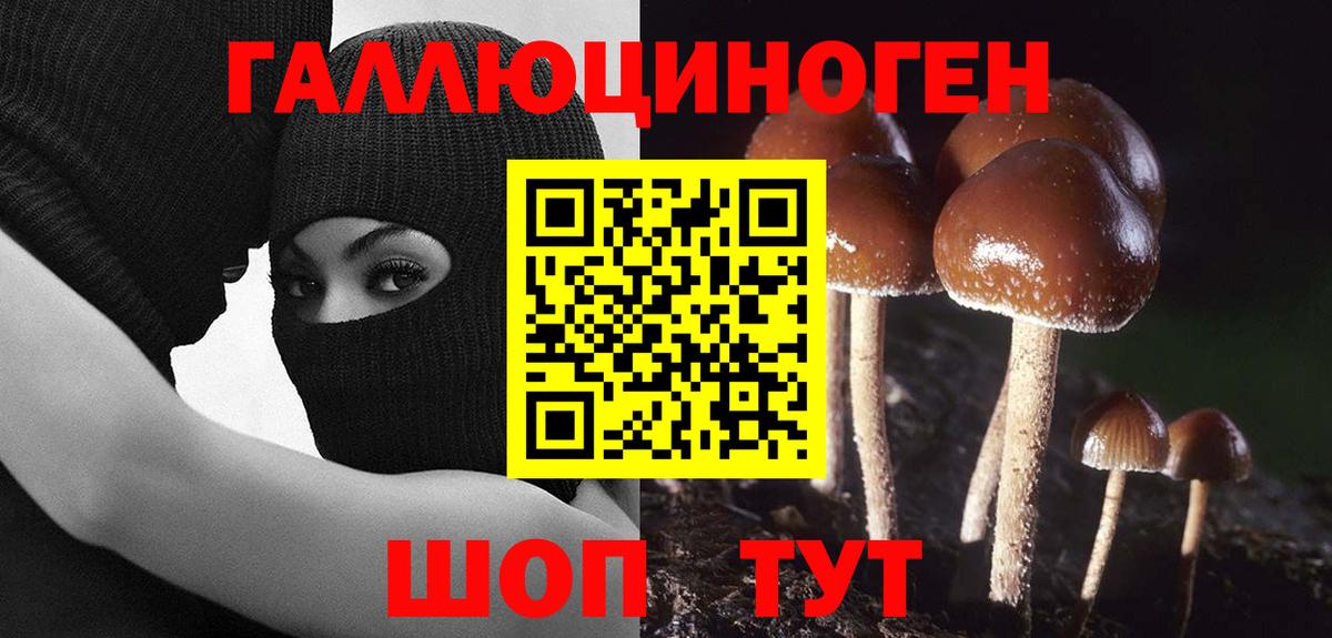 Елабуга  Галлюциногенные грибы Cubensis  Вход с VPN 